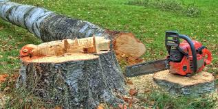 Best Tree Trimming and Pruning  in Falmouth Foreside, ME