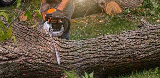 Best Tree Cabling and Bracing  in Falmouth Foreside, ME