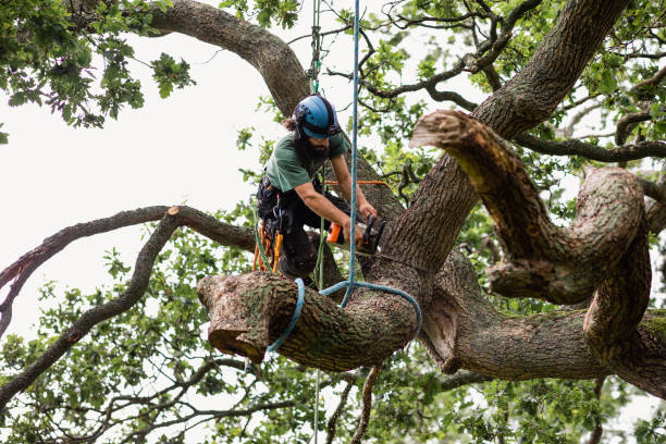 Best Firewood Processing and Delivery  in Falmouth Foreside, ME