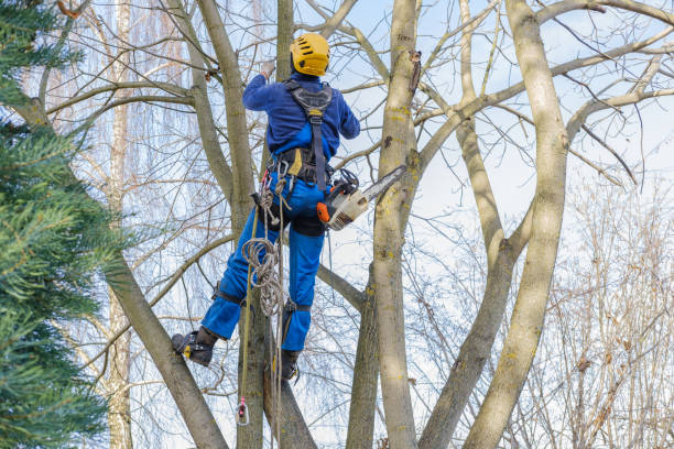 Best Tree Preservation Services  in Falmouth Foreside, ME