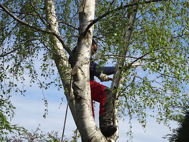 Mulching Services in Falmouth Foreside, ME