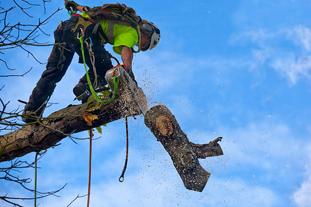 Best Commercial Tree Services  in Falmouth Foreside, ME