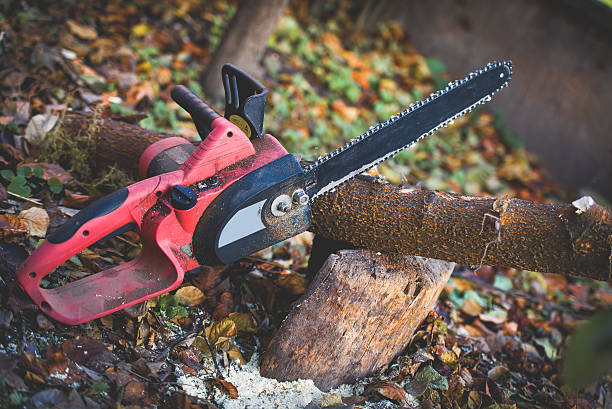 How Our Tree Care Process Works  in  Falmouth Foreside, ME