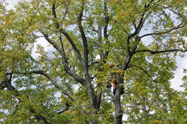 Trusted Falmouth Foreside, ME Tree Care Experts